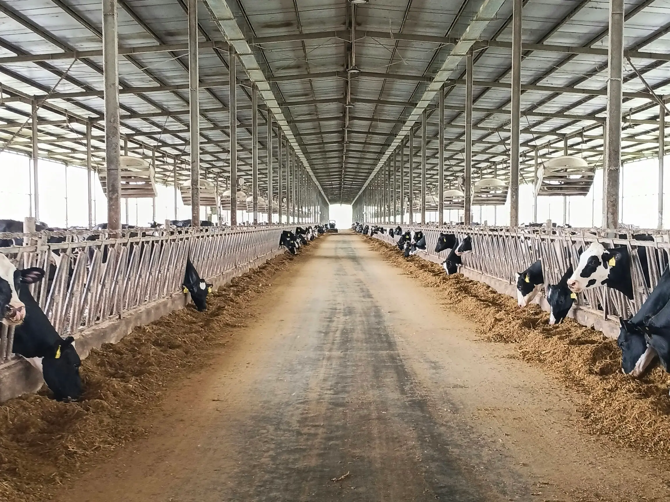 The feed alley of a long freestall dairy barn, cows at the rails on both sides.