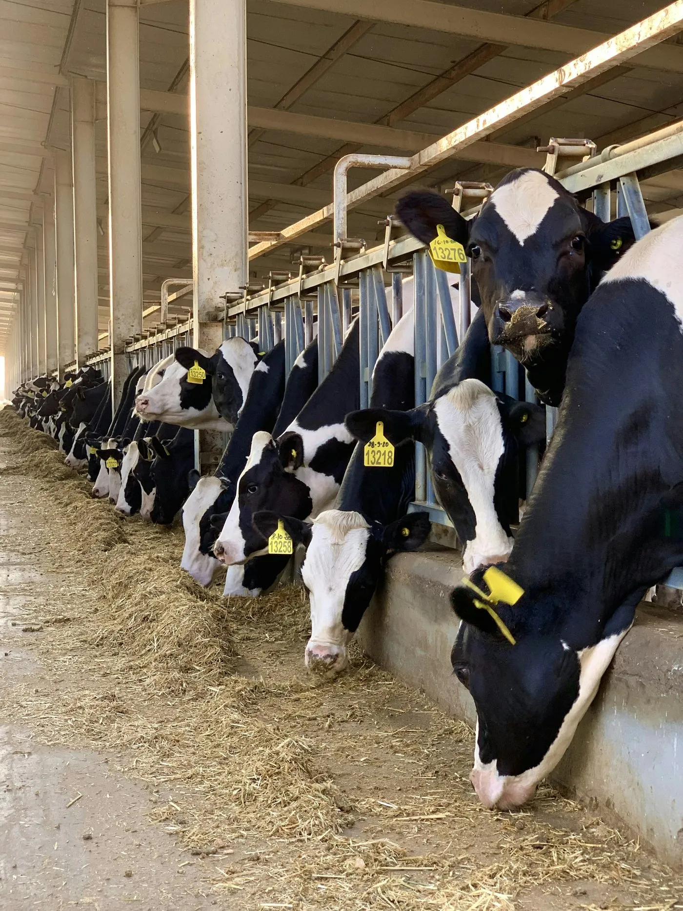 A row of Holsteins at the headlocks of a freestall barn, ear-tagged and eating.